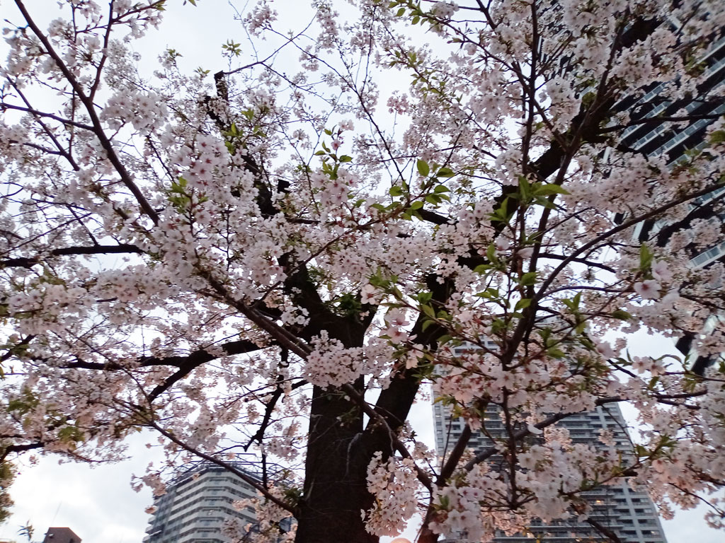 今年も都内で桜を(*^_^*)